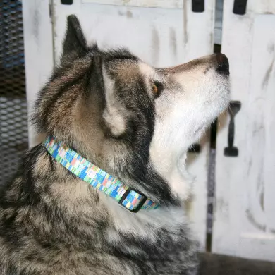 1-2020-Our-categories-Dog-Collars2